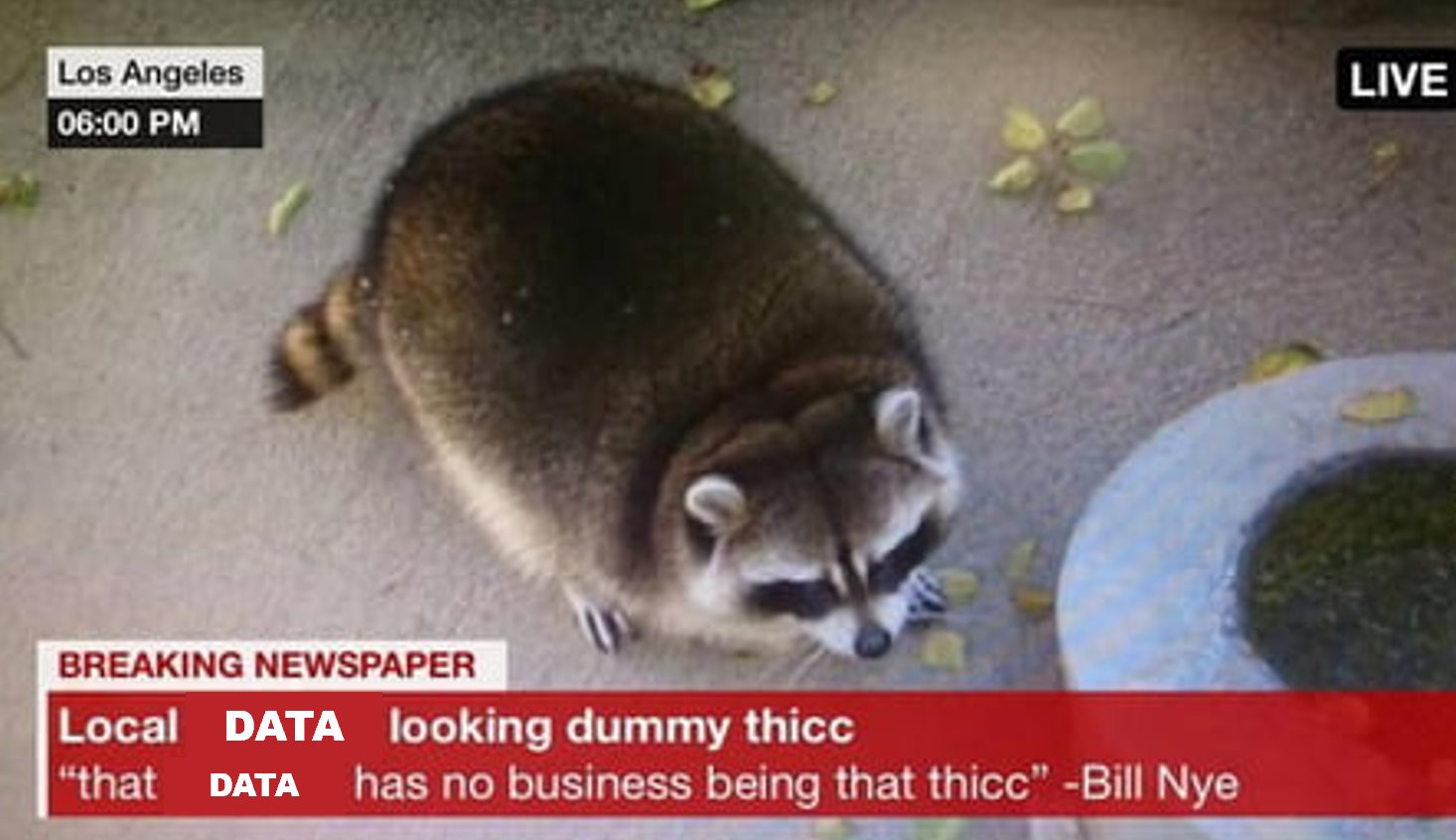 Image of a rotund raccoon.